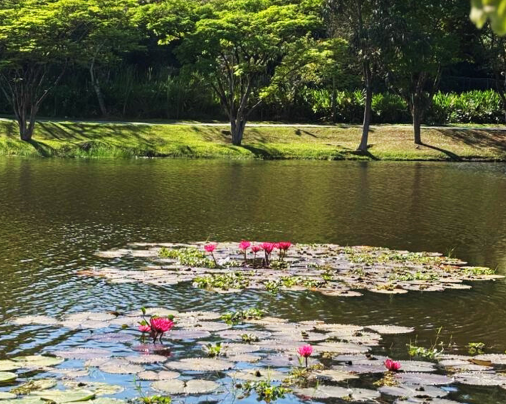 sandra lebrao (500 x 400 mm) (1).png